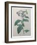 Heliotrope-Pierre-Joseph Redoute-Framed Art Print