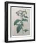 Heliotrope-Pierre-Joseph Redoute-Framed Art Print