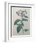 Heliotrope-Pierre-Joseph Redoute-Framed Art Print