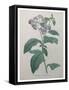 Heliotrope-Pierre-Joseph Redoute-Framed Stretched Canvas