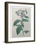 Heliotrope-Pierre-Joseph Redoute-Framed Art Print