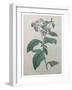 Heliotrope-Pierre-Joseph Redoute-Framed Art Print