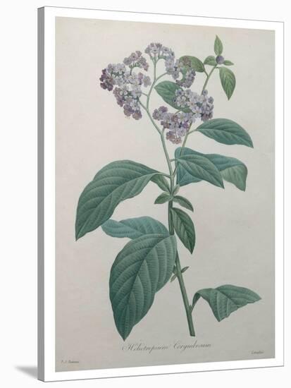 Heliotrope-Pierre-Joseph Redoute-Stretched Canvas