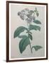 Heliotrope-Pierre-Joseph Redoute-Framed Art Print