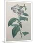 Heliotrope-Pierre-Joseph Redoute-Mounted Art Print