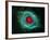 Helix Nebula-Stocktrek Images-Framed Photographic Print