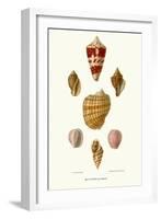 Helix Shells-John Mawe-Framed Art Print
