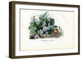 Helix Snails, 1863-79-Raimundo Petraroja-Framed Giclee Print