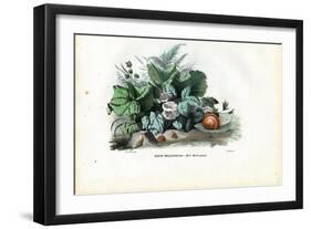 Helix Snails, 1863-79-Raimundo Petraroja-Framed Giclee Print