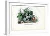 Helix Snails, 1863-79-Raimundo Petraroja-Framed Giclee Print