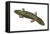 Hellbender (Cryptobranchus Alleganiensis), Amphibians-Encyclopaedia Britannica-Framed Stretched Canvas