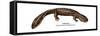 Hellbender (Cryptobranchus Alleganiensis), Amphibians-Encyclopaedia Britannica-Framed Stretched Canvas