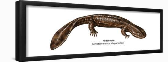 Hellbender (Cryptobranchus Alleganiensis), Amphibians-Encyclopaedia Britannica-Framed Poster