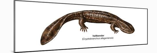 Hellbender (Cryptobranchus Alleganiensis), Amphibians-Encyclopaedia Britannica-Mounted Poster