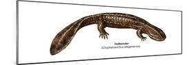 Hellbender (Cryptobranchus Alleganiensis), Amphibians-Encyclopaedia Britannica-Mounted Poster