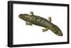 Hellbender (Cryptobranchus Alleganiensis), Amphibians-Encyclopaedia Britannica-Framed Poster