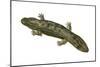 Hellbender (Cryptobranchus Alleganiensis), Amphibians-Encyclopaedia Britannica-Mounted Poster