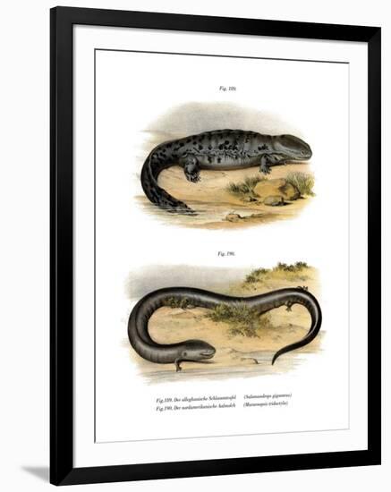 Hellbender-null-Framed Giclee Print