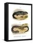 Hellbender-null-Framed Stretched Canvas