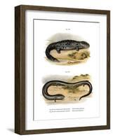 Hellbender-null-Framed Giclee Print