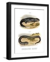 Hellbender-null-Framed Giclee Print