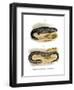 Hellbender-null-Framed Giclee Print