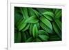 Hellebore 1-Ursula Abresch-Framed Photographic Print