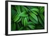 Hellebore 1-Ursula Abresch-Framed Photographic Print