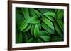 Hellebore 1-Ursula Abresch-Framed Photographic Print