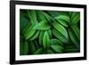 Hellebore 1-Ursula Abresch-Framed Photographic Print