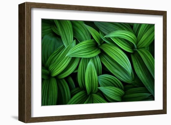 Hellebore 1-Ursula Abresch-Framed Photographic Print