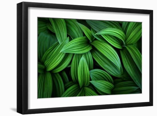 Hellebore 1-Ursula Abresch-Framed Photographic Print