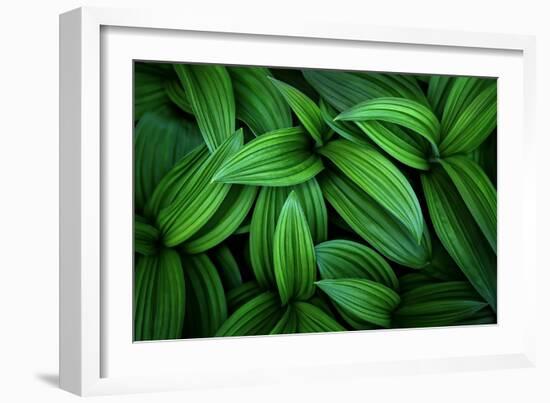 Hellebore 1-Ursula Abresch-Framed Photographic Print