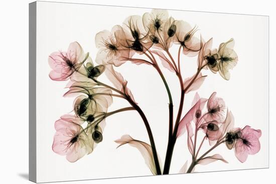 Hellebore 2 (oversize)-Steven N^ Meyers-Stretched Canvas