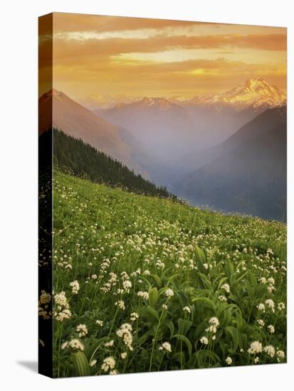 Hellebore and Sitka Valerian, Glacier Peak Wilderness, Washington, USA-Charles Gurche-Stretched Canvas