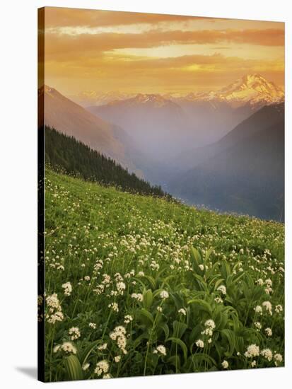 Hellebore and Sitka Valerian, Glacier Peak Wilderness, Washington, USA-Charles Gurche-Stretched Canvas