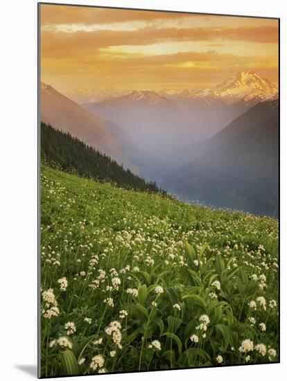 Hellebore and Sitka Valerian, Glacier Peak Wilderness, Washington, USA-Charles Gurche-Mounted Premium Photographic Print