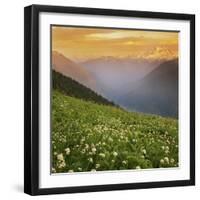 Hellebore and Sitka Valerian, Glacier Peak Wilderness, Washington, USA-Charles Gurche-Framed Photographic Print