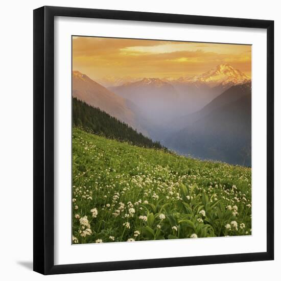 Hellebore and Sitka Valerian, Glacier Peak Wilderness, Washington, USA-Charles Gurche-Framed Photographic Print