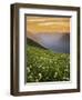 Hellebore and Sitka Valerian, Glacier Peak Wilderness, Washington, USA-Charles Gurche-Framed Premium Photographic Print