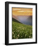 Hellebore and Sitka Valerian, Glacier Peak Wilderness, Washington, USA-Charles Gurche-Framed Premium Photographic Print