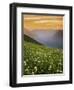 Hellebore and Sitka Valerian, Glacier Peak Wilderness, Washington, USA-Charles Gurche-Framed Premium Photographic Print