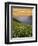 Hellebore and Sitka Valerian, Glacier Peak Wilderness, Washington, USA-Charles Gurche-Framed Photographic Print