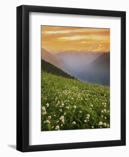 Hellebore and Sitka Valerian, Glacier Peak Wilderness, Washington, USA-Charles Gurche-Framed Photographic Print