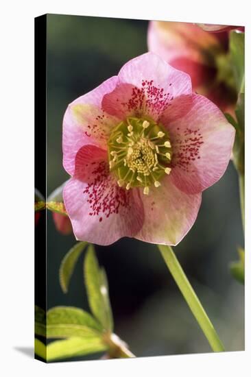 Hellebore Christmas Rose, Blossom, Niger Sp-null-Stretched Canvas