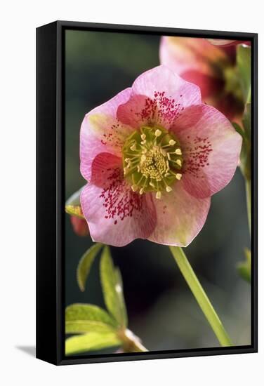 Hellebore Christmas Rose, Blossom, Niger Sp-null-Framed Stretched Canvas