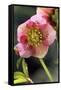 Hellebore Christmas Rose, Blossom, Niger Sp-null-Framed Stretched Canvas