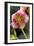 Hellebore Christmas Rose, Blossom, Niger Sp-null-Framed Photographic Print