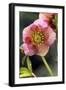 Hellebore Christmas Rose, Blossom, Niger Sp-null-Framed Photographic Print