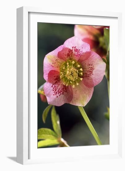 Hellebore Christmas Rose, Blossom, Niger Sp-null-Framed Photographic Print